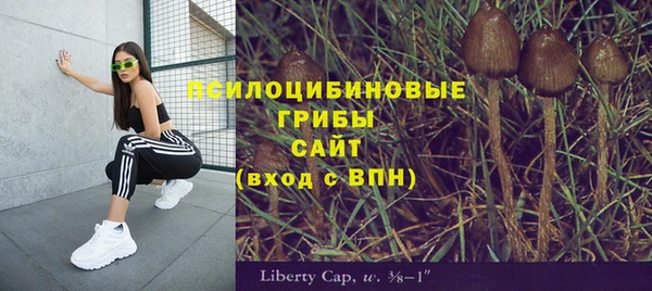 ПСИЛОЦИБИНОВЫЕ ГРИБЫ Горно-Алтайск
